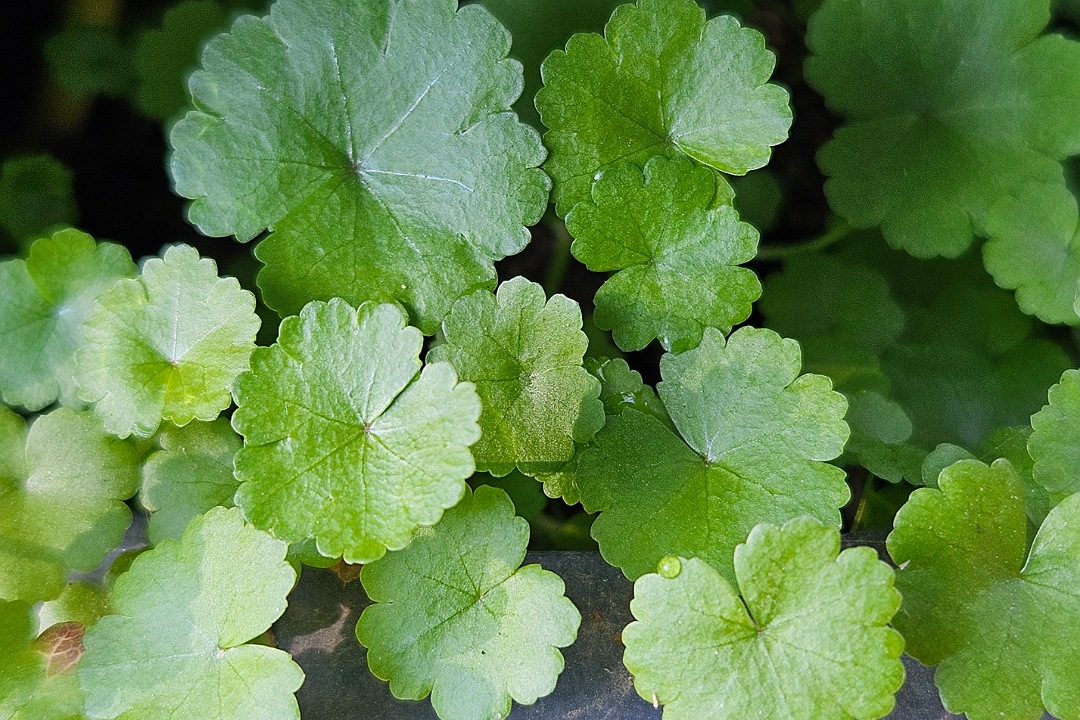 Horu Manimuni plant